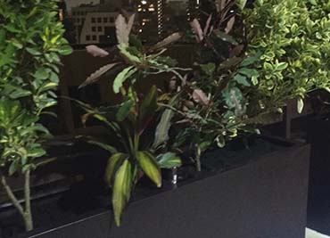 Proyectos en Edifico Tascon con maceteros de Fiberglass